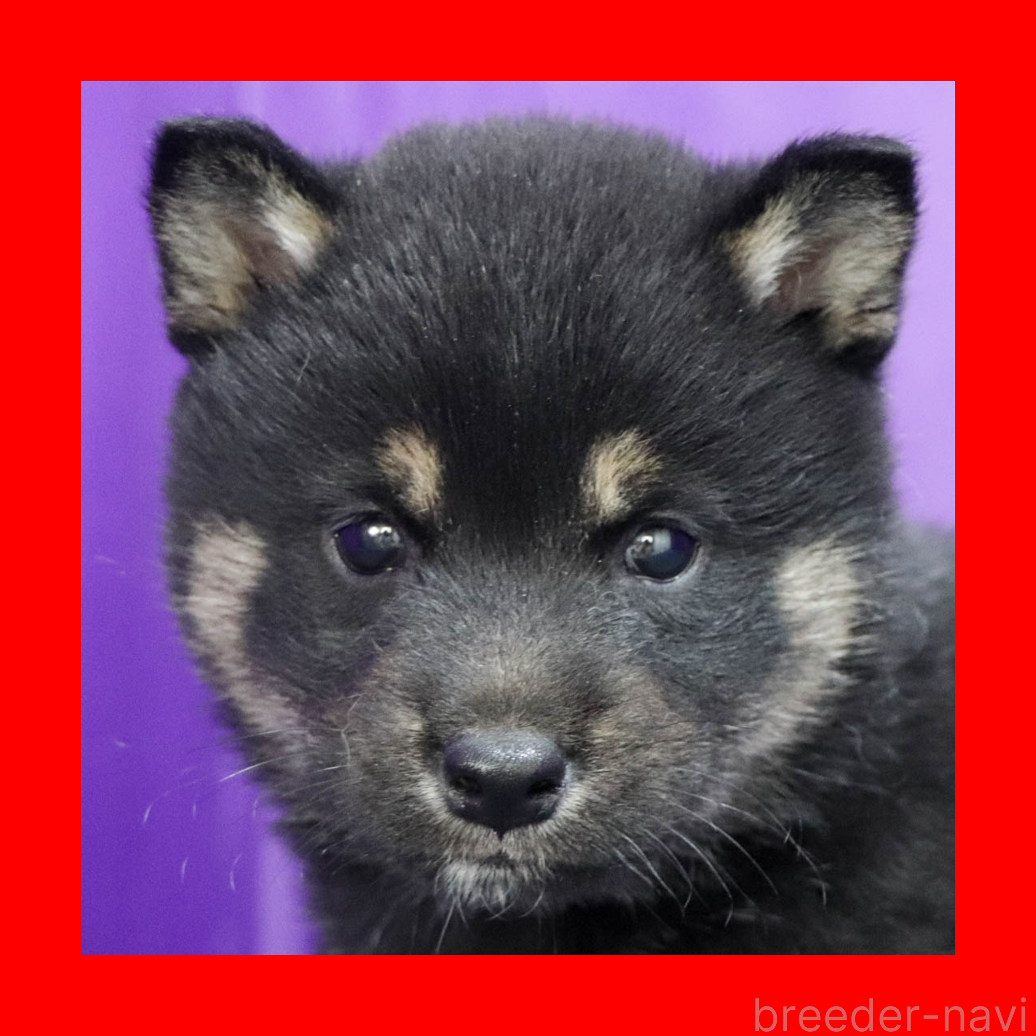 販売中の愛知県の柴犬-387910